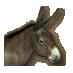 donkey.png